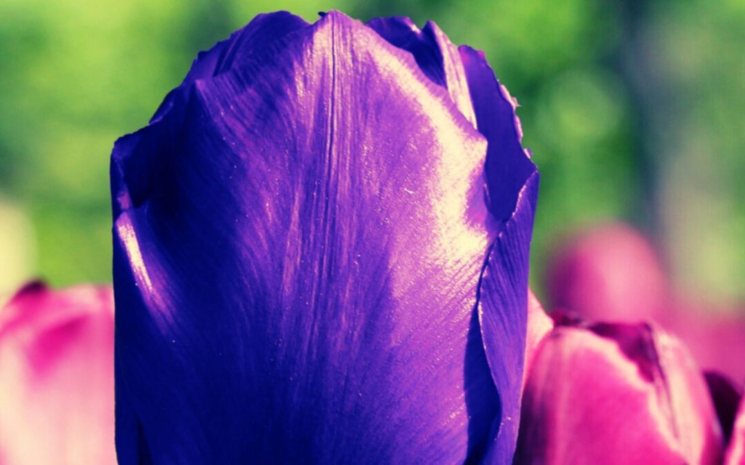 Embracing Your Uniqueness: The Path to Authenticity and Fulfillment